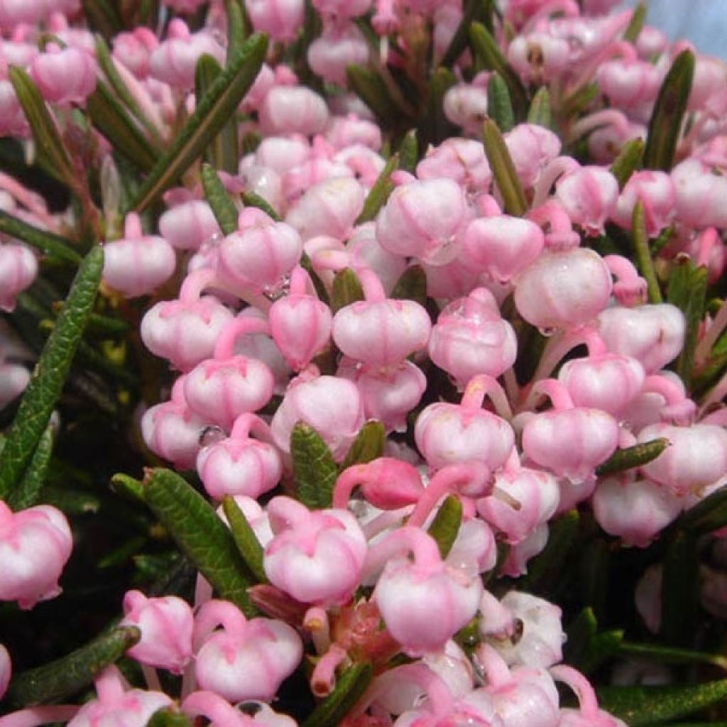 Andromède à feuilles de Podium - Andromeda polifolia Compacta