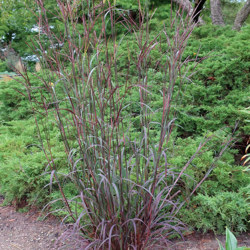 Andropogon gerardii Blacklawks - Barbon de Gérard