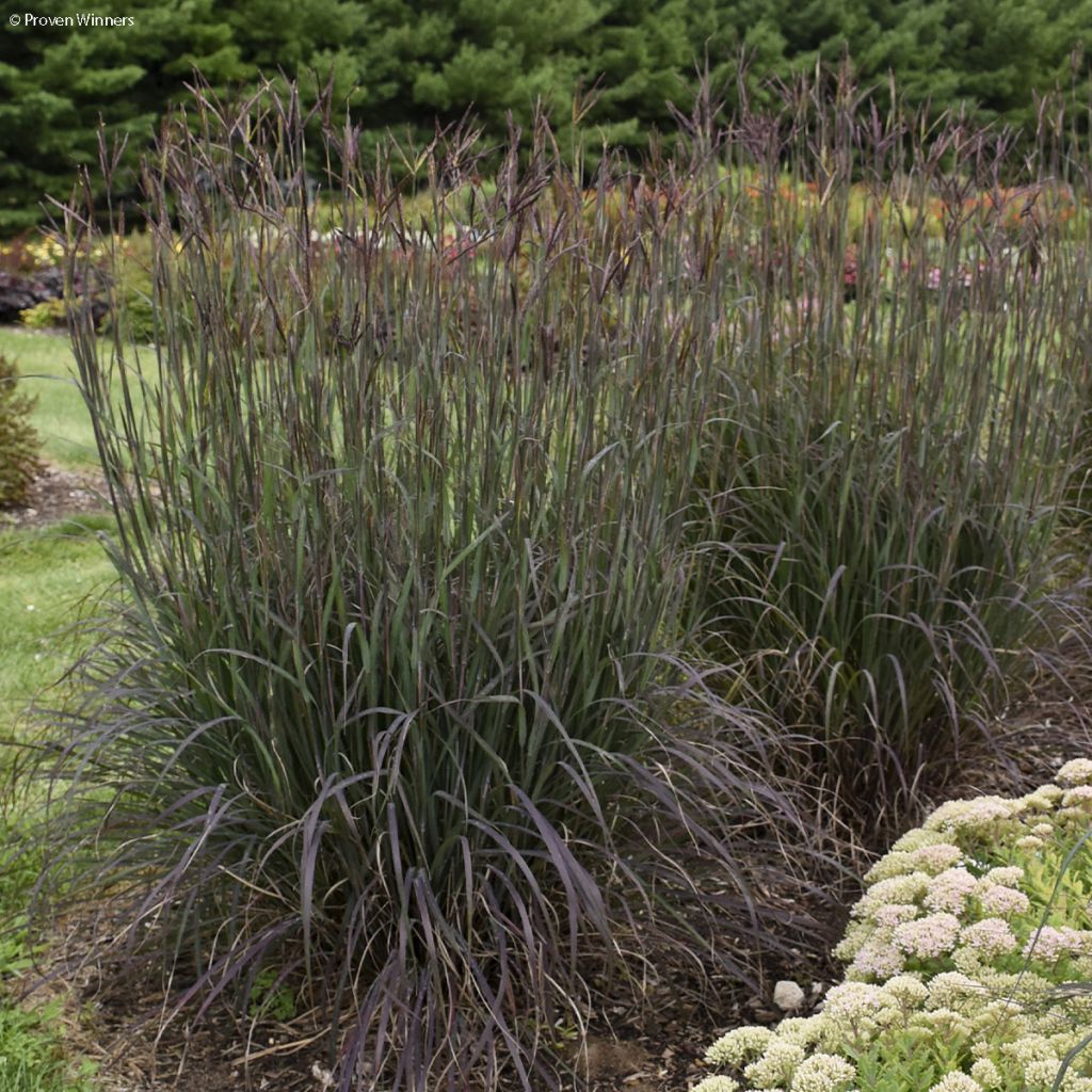 Andropogon gerardii Blacklawks - Barbon de Gérard