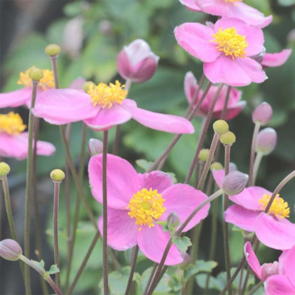 Anemone Little Summer Breeze - Anémone hybride