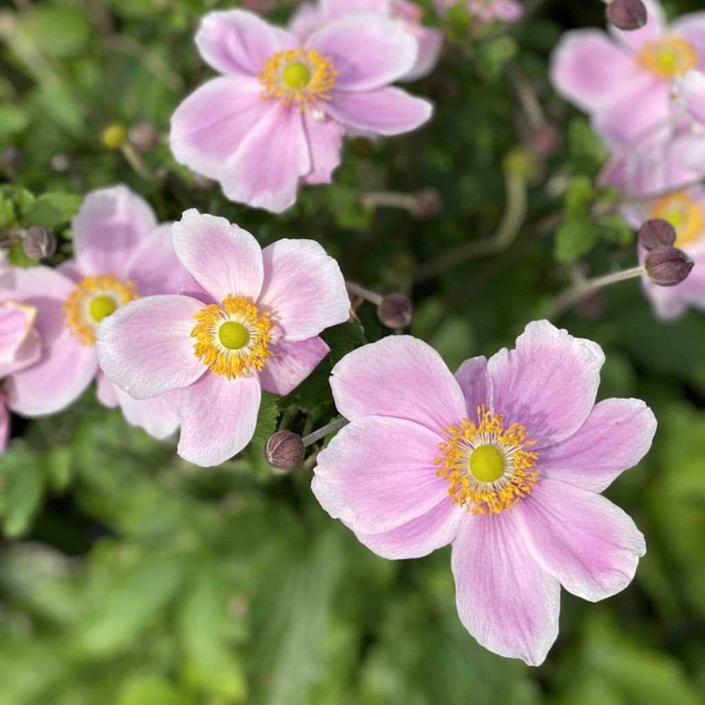 Anemone Royal Blush - Japanese Anemone