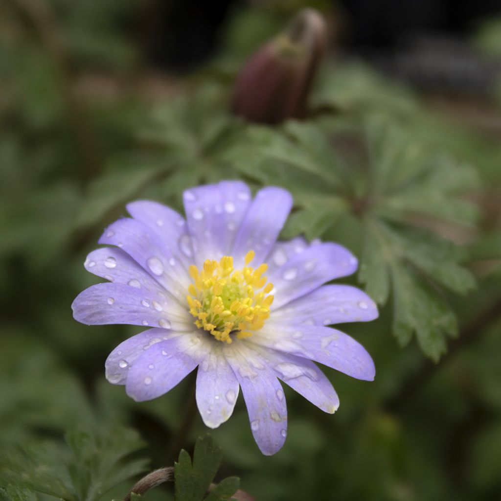 Anemone blanda Blue Splendour