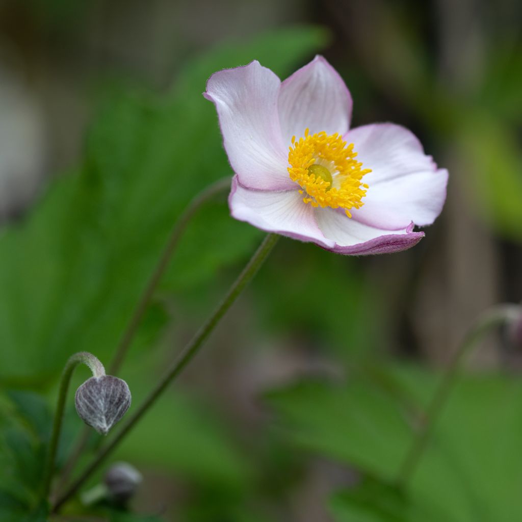 Anemone hybrida Hadspen Abundance