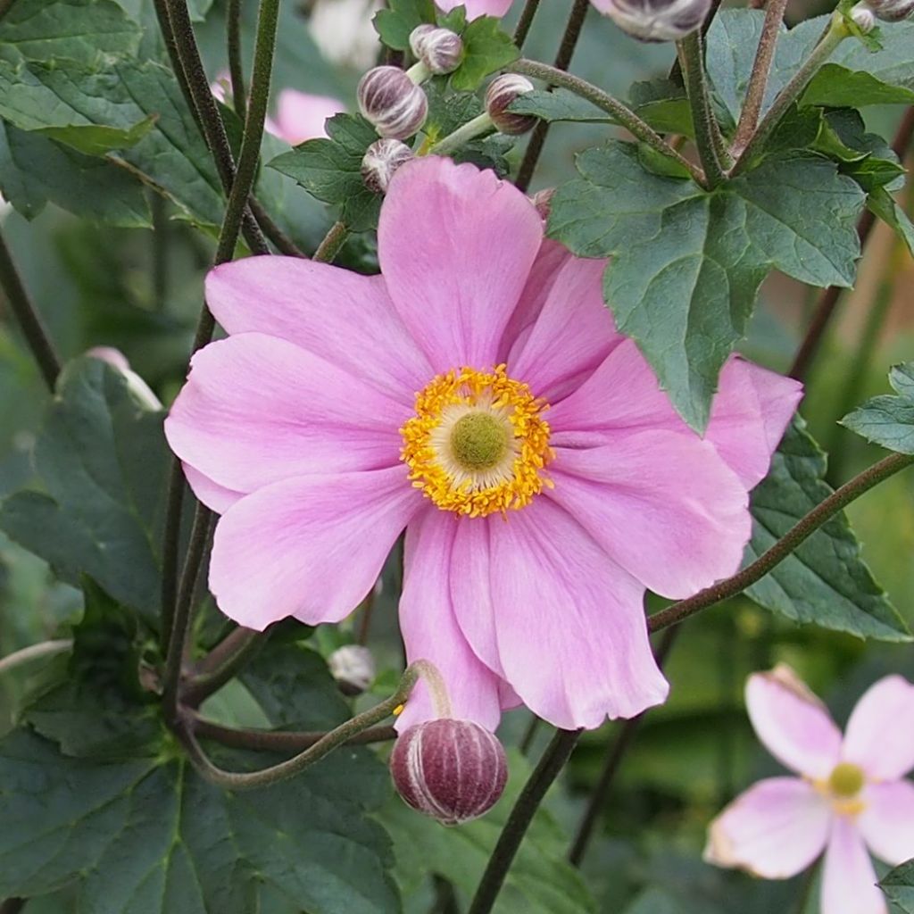 Anémone du Japon, Anemone hybrida Rubra Plena