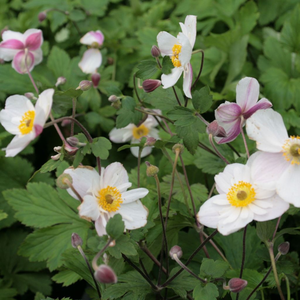 Anemone hybride Dainty Swan - Anémone japonaise bicolore