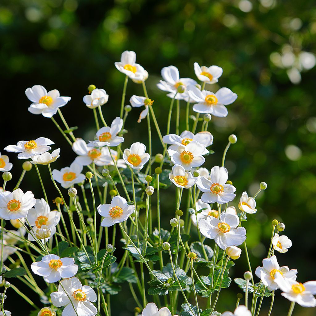 Anemone hybrida Honorine Jobert