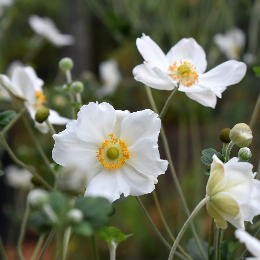 Anemone hybrida Honorine Jobert