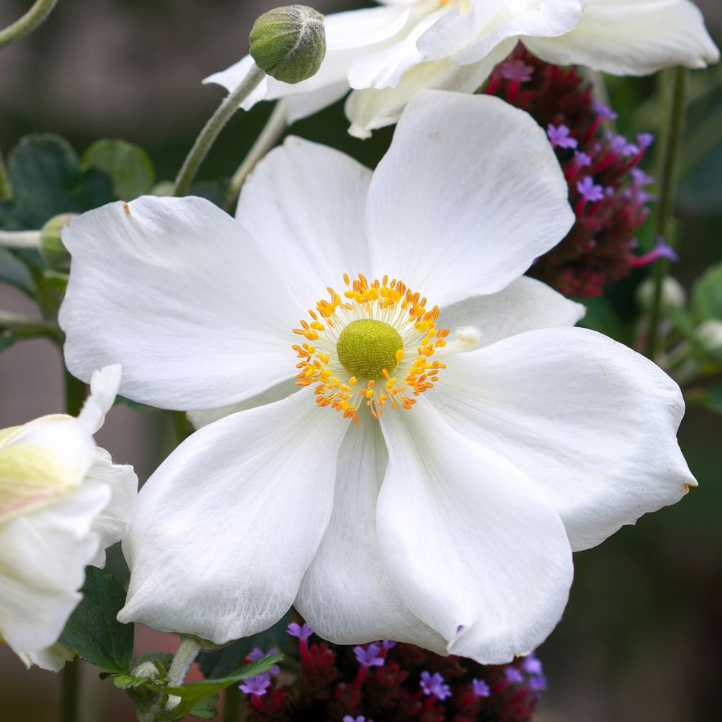 Anemone hybrida Honorine Jobert