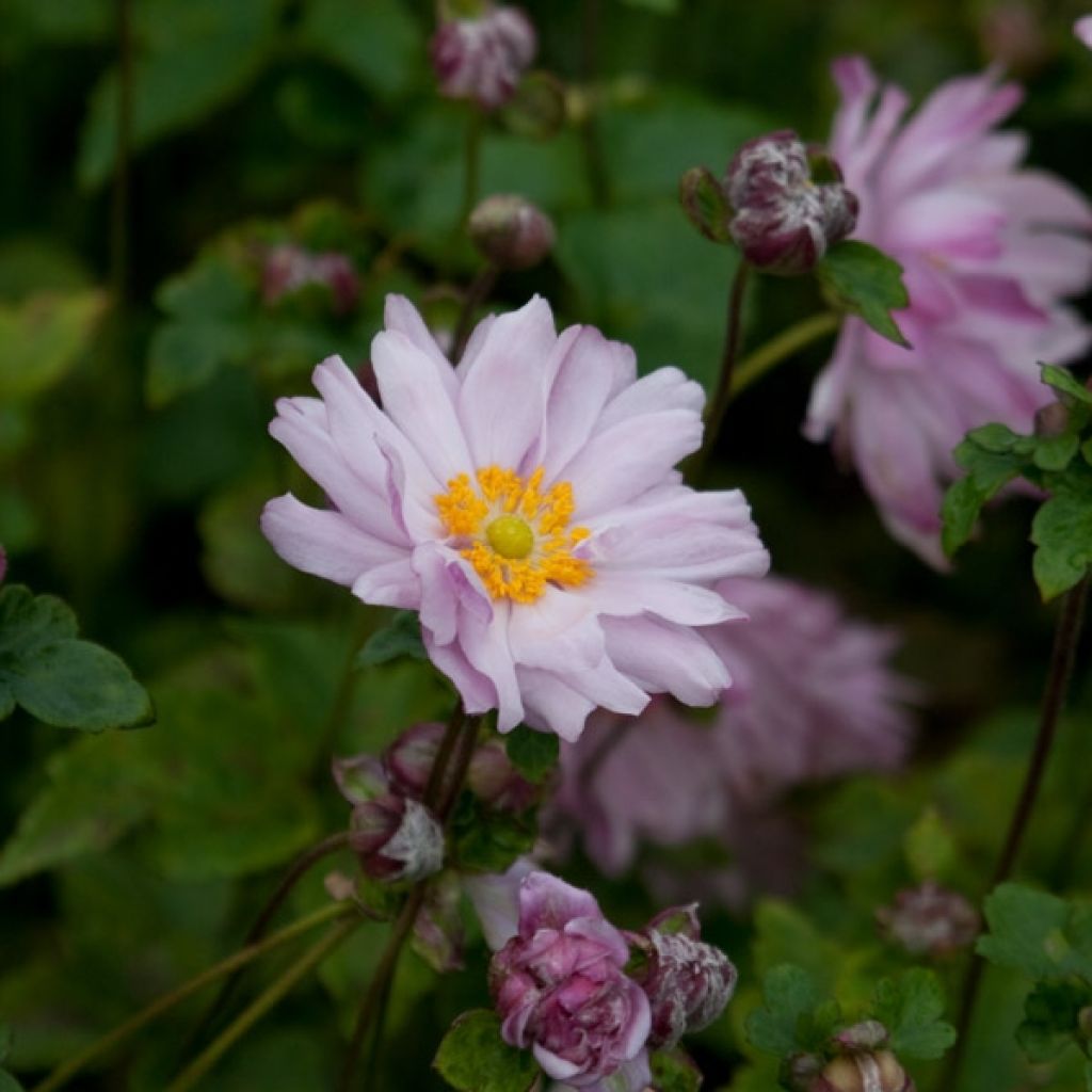 Anémone japonaise Mont Rose