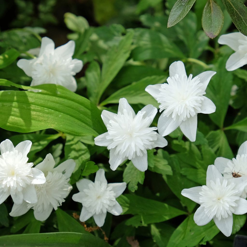 Anemone nemorosa Vestal