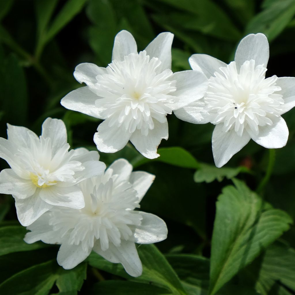 Anemone nemorosa Vestal