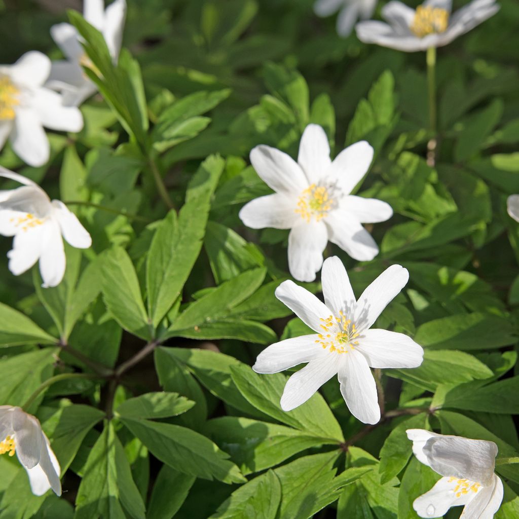 Anemone nemorosa Lychette