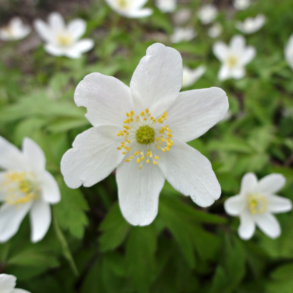 Anemone nemorosa Lychette