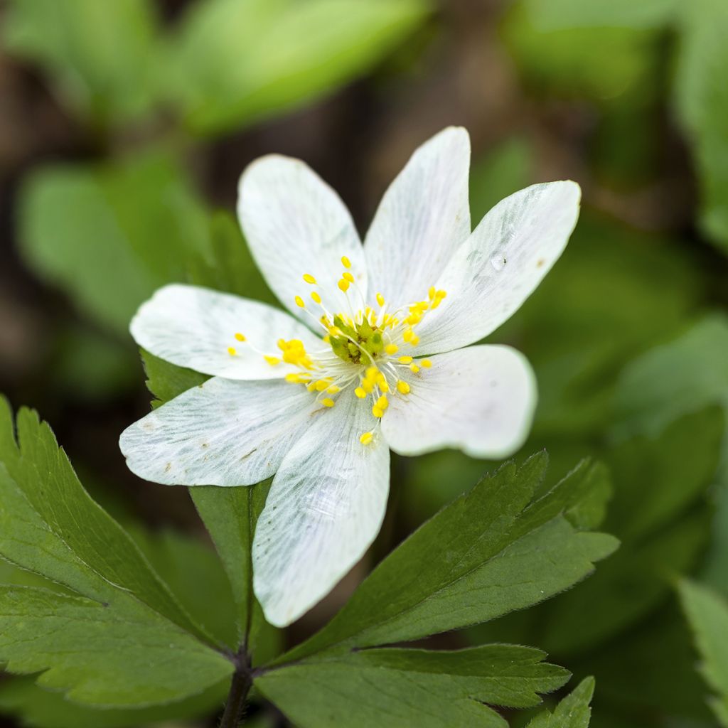 Anemone nemorosa Lychette