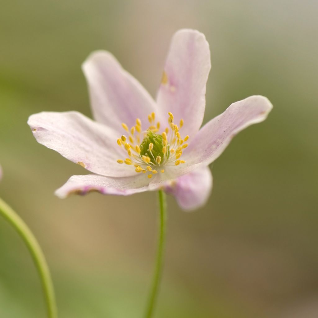 Anemone nemorosa Marie-Rose