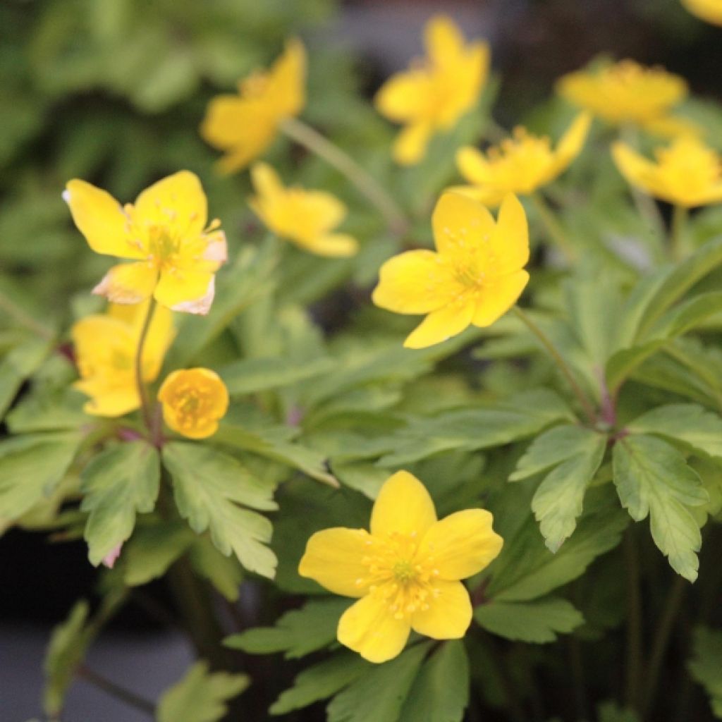 Anemone  ranunculoides 