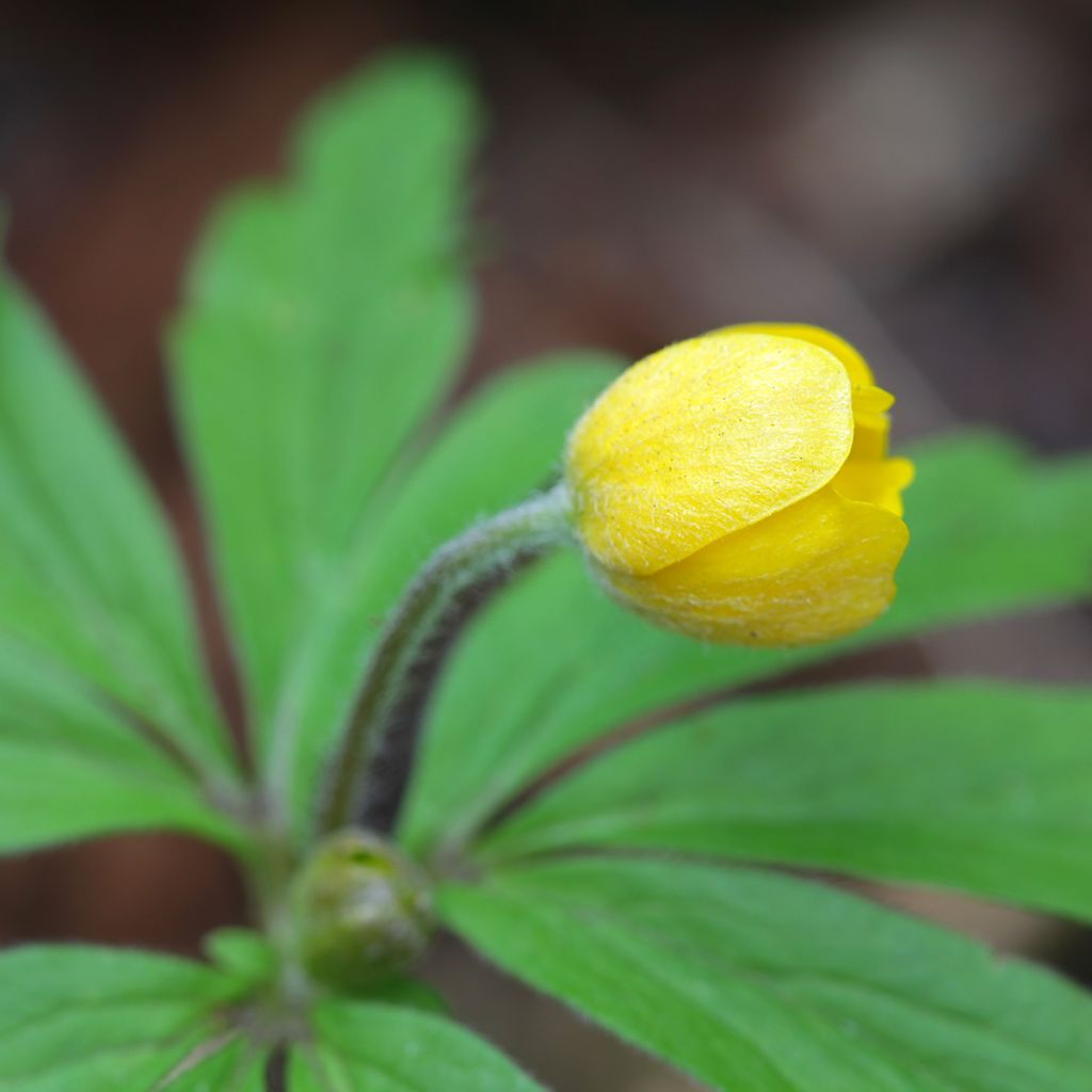 Anemone ranunculoides