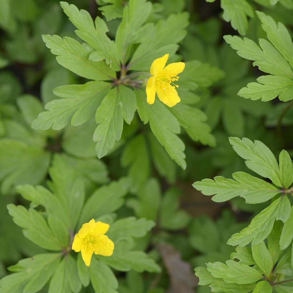 Anemone ranunculoides