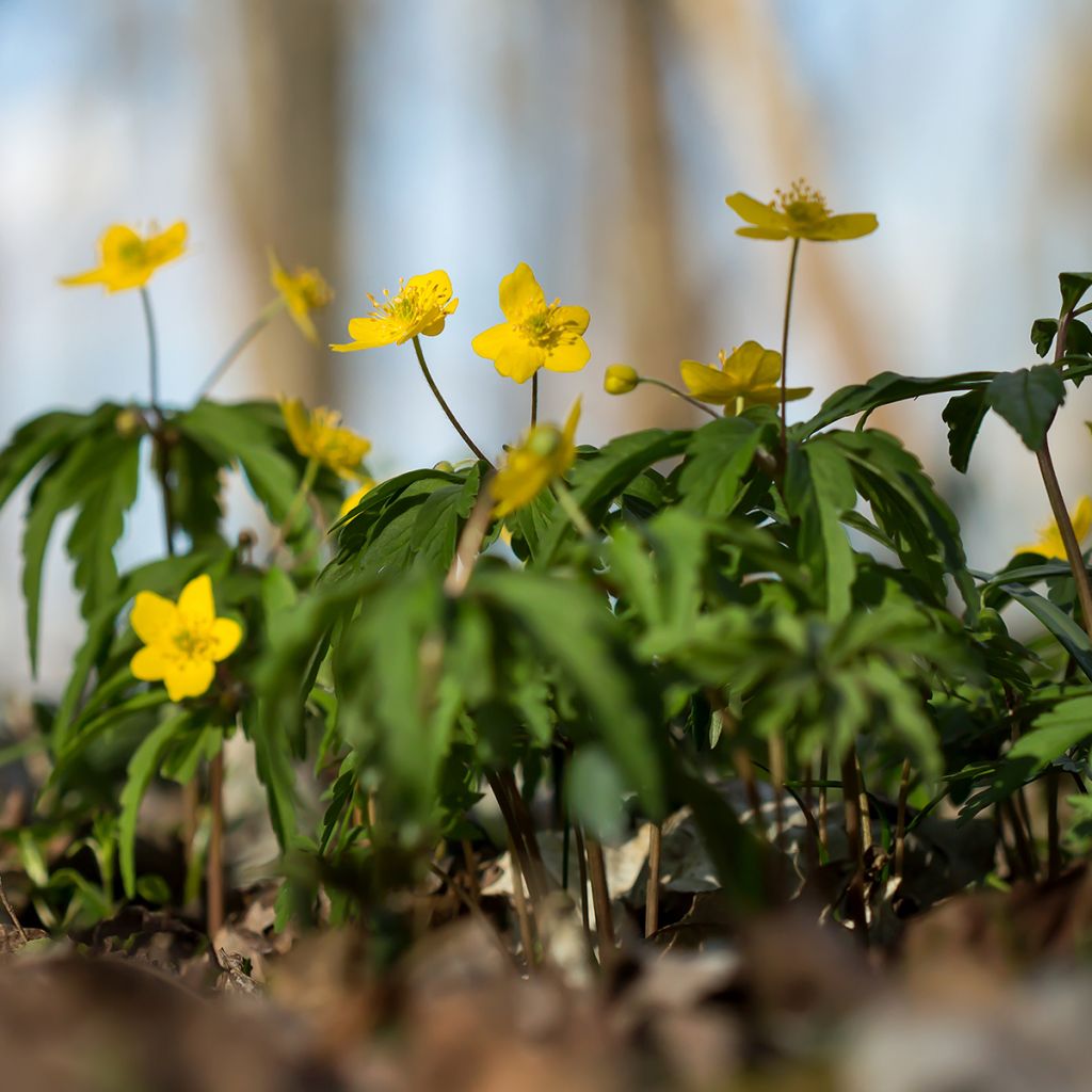 Anemone ranunculoides