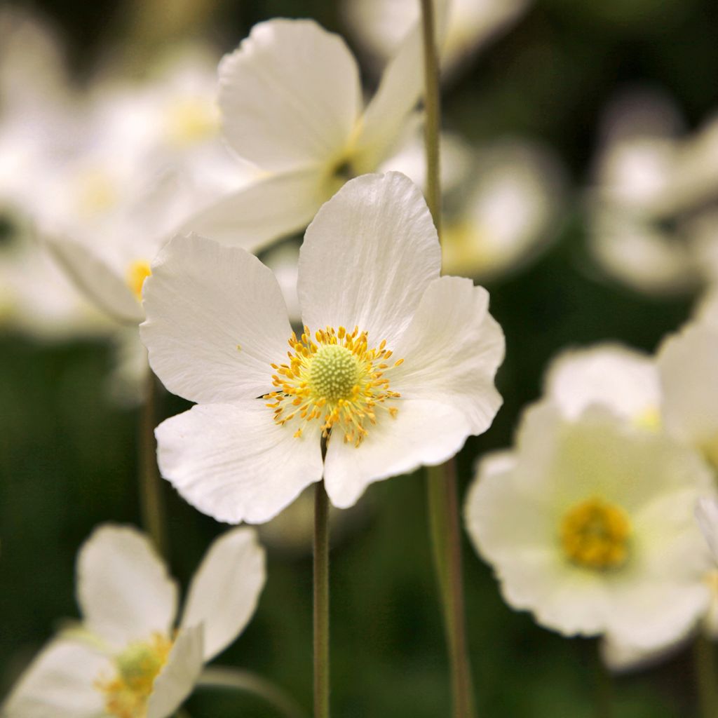 Anemone hybrida Whirlwind