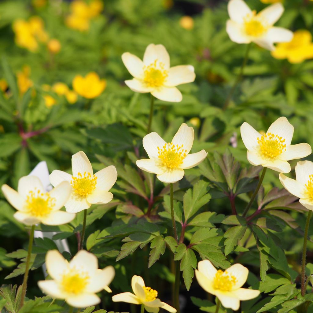 Anemone nemorosa x ranunculoides