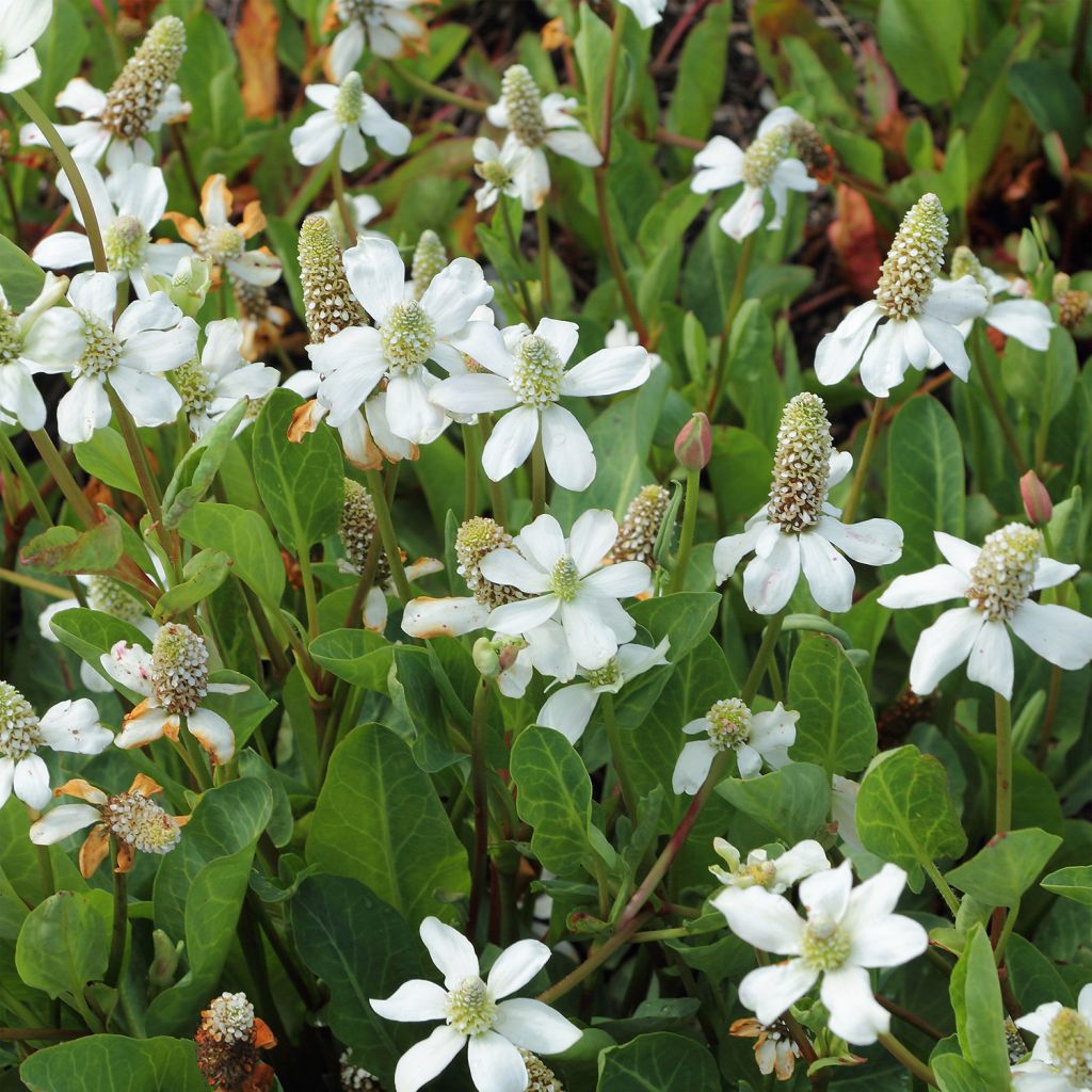 Anemopsis californica - Anémopsis de Californie