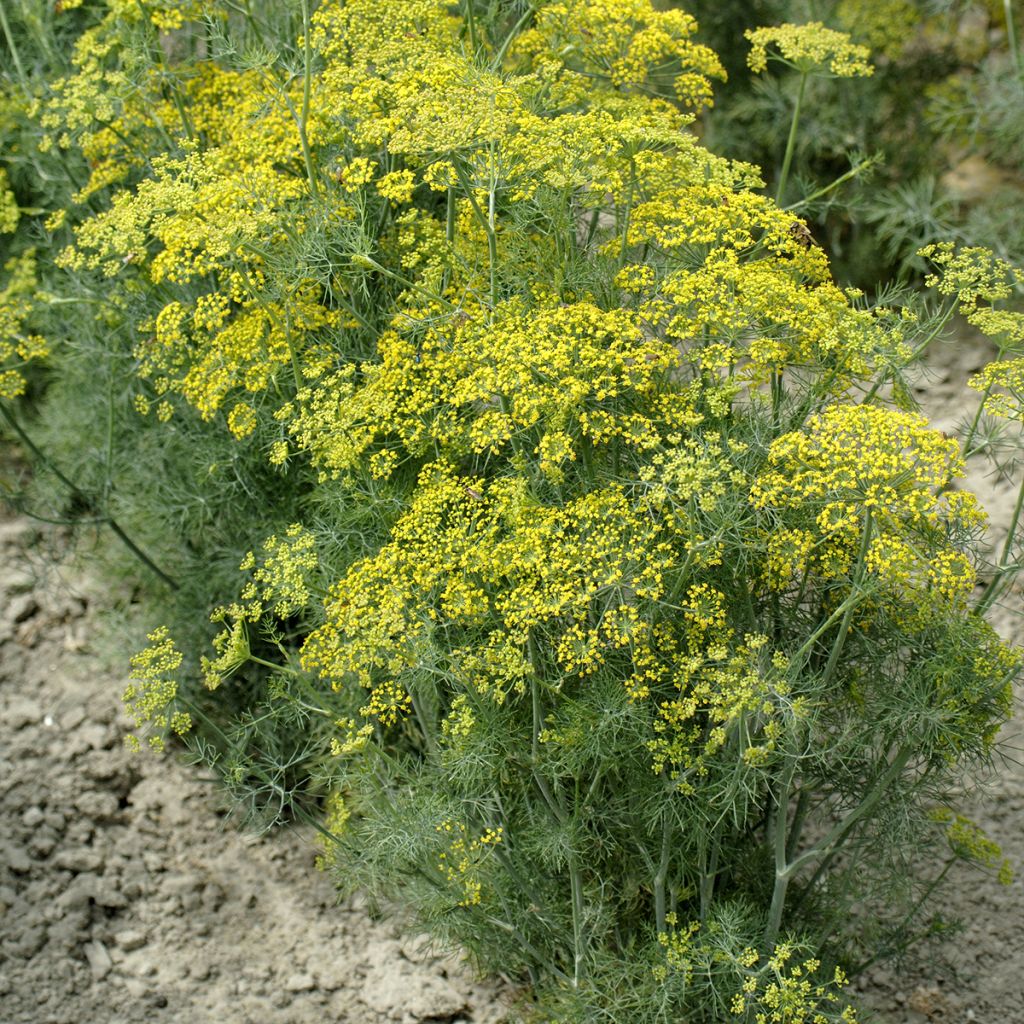 Anethum graveolens Hedger