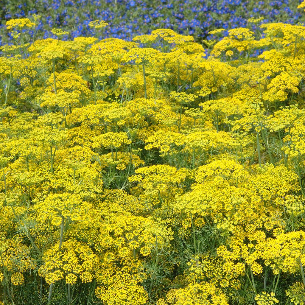 Anethum graveolens Hedger