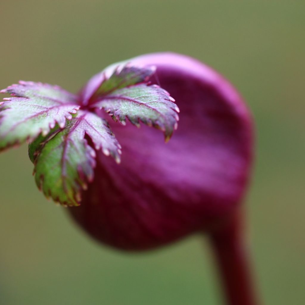 Angelica gigas