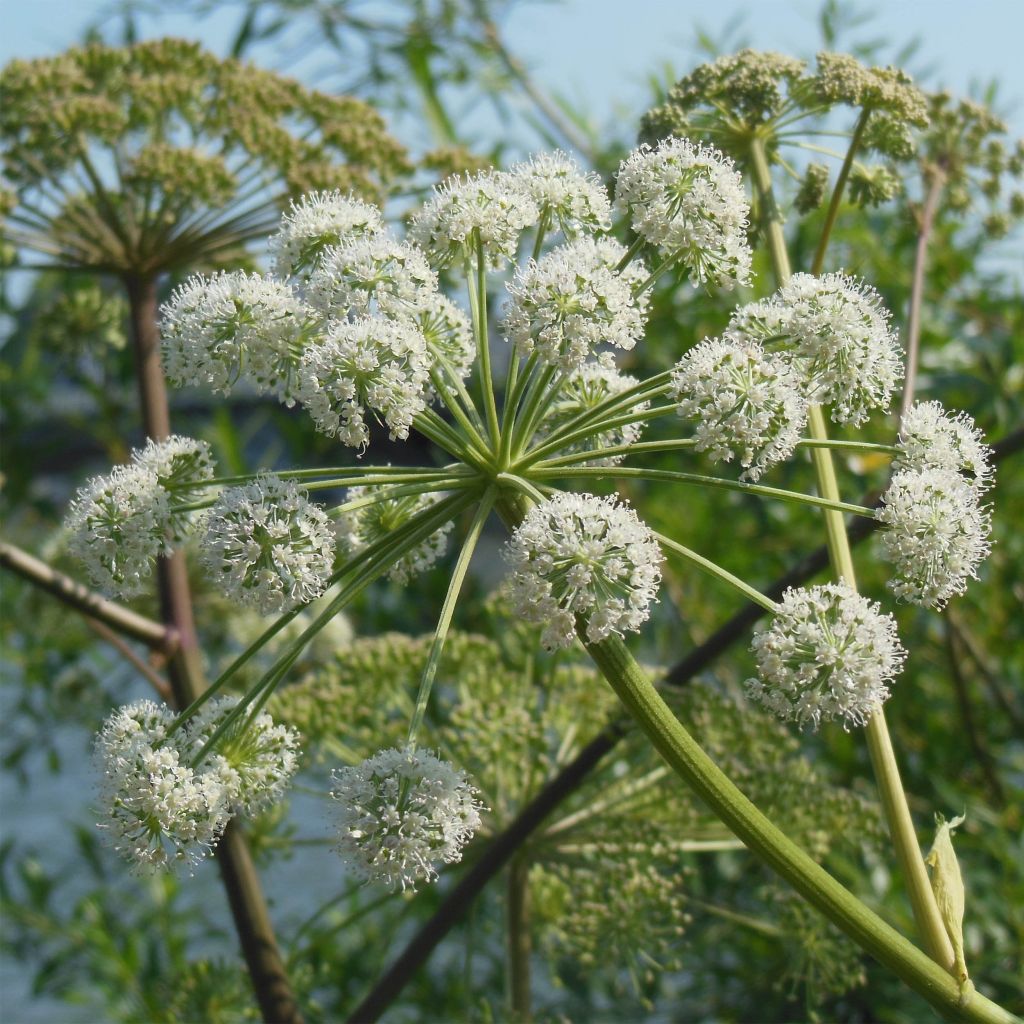 Angélique, Angelica heterocarpa