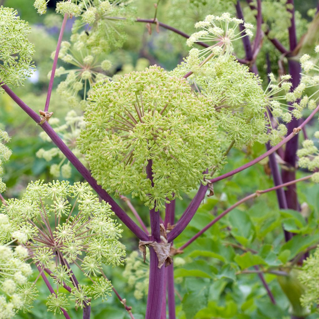 Angelica archangelica