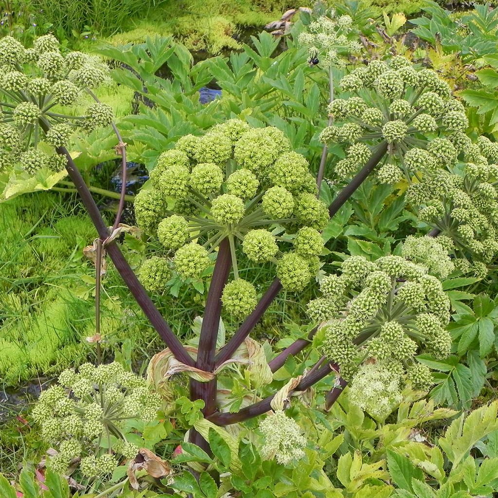 Angelica archangelica