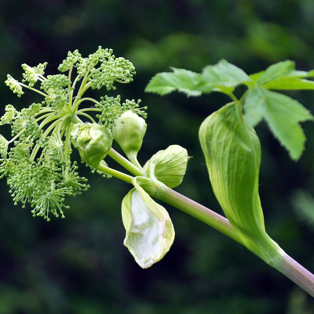 Angelica archangelica