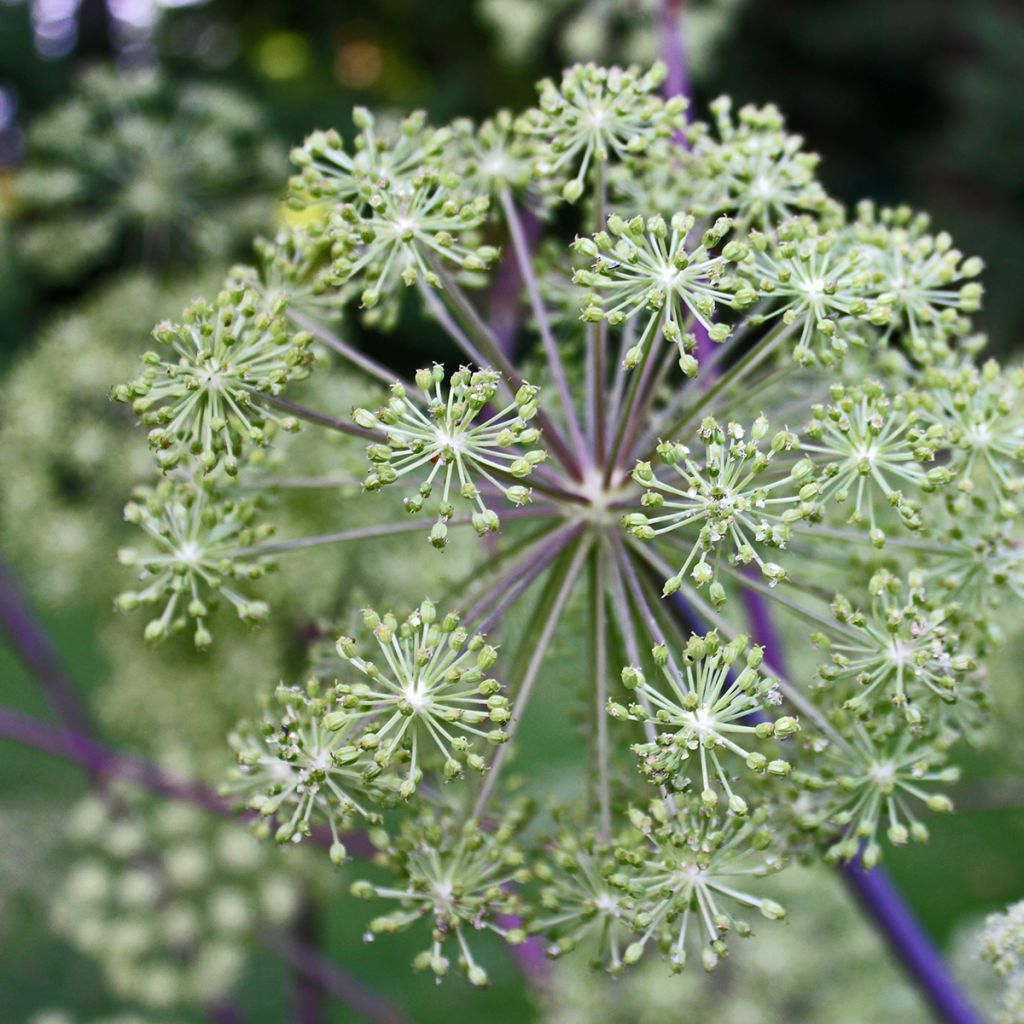 Angelica archangelica