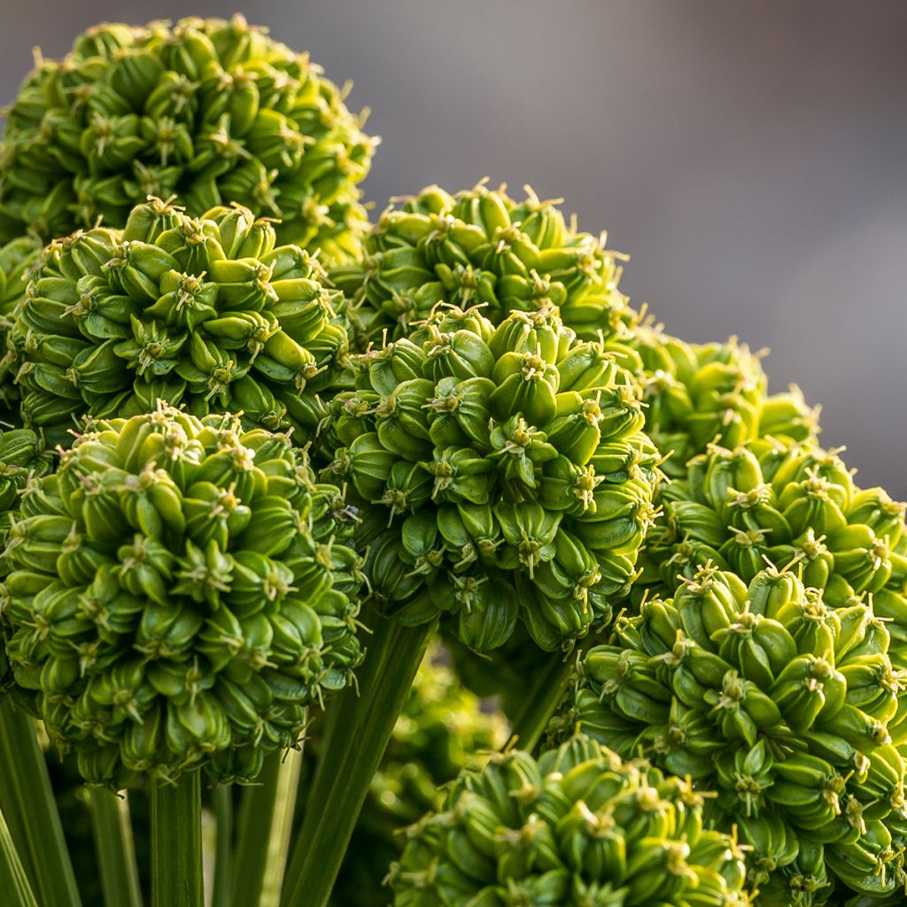 Angelica archangelica