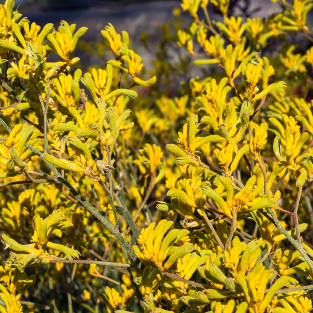 Anigozanthos Bush Bonanza 