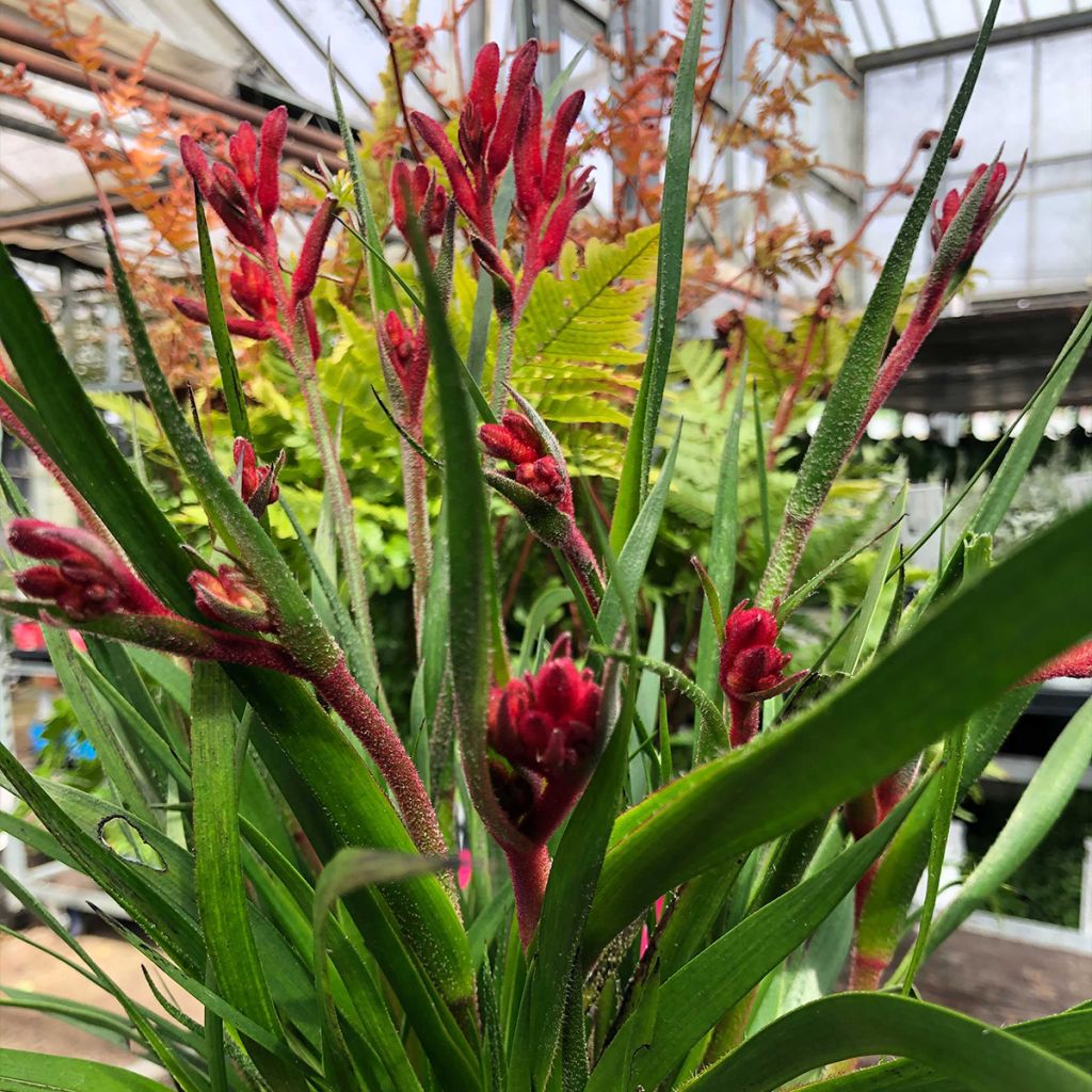 Anigozanthos flavidus Bush Inferno