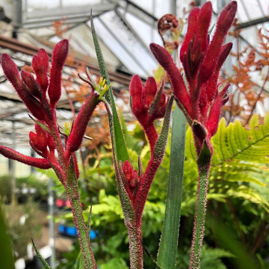 Anigozanthos flavidus Bush Inferno