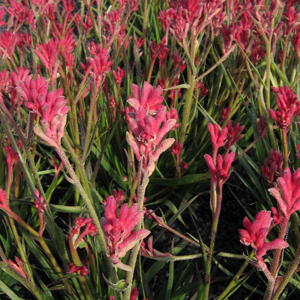 Anigozanthos Bush Pearl 