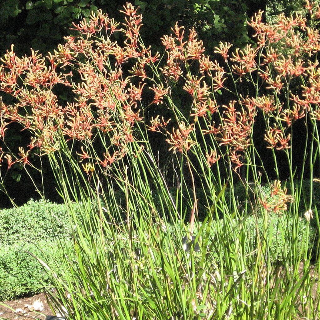 Anigozanthos flavidus