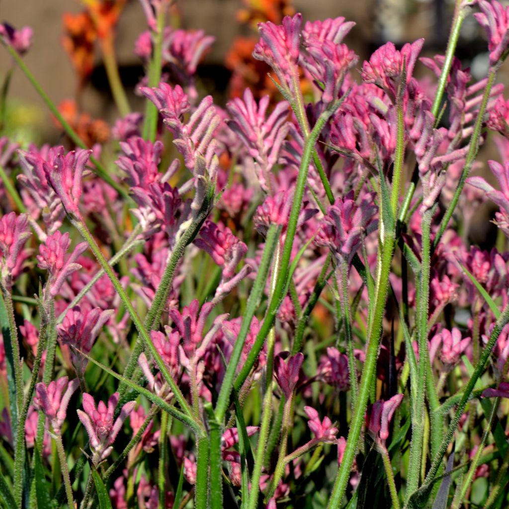 Anigozanthos flavidus