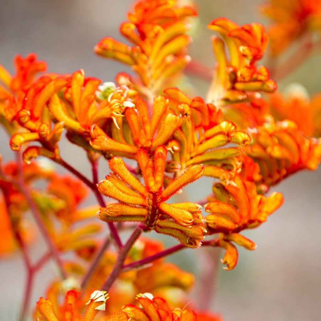 Anigozanthos flavidus