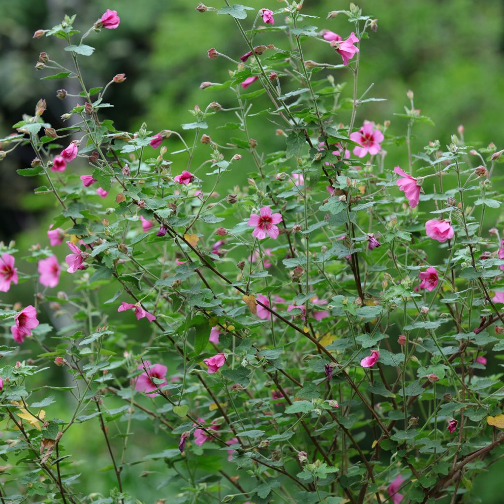 Anisodontea capensis El Rayo