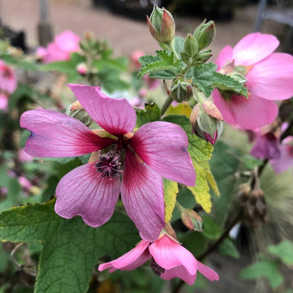 Anisodontea capensis El Rayo - Mauve arbustive du Cap