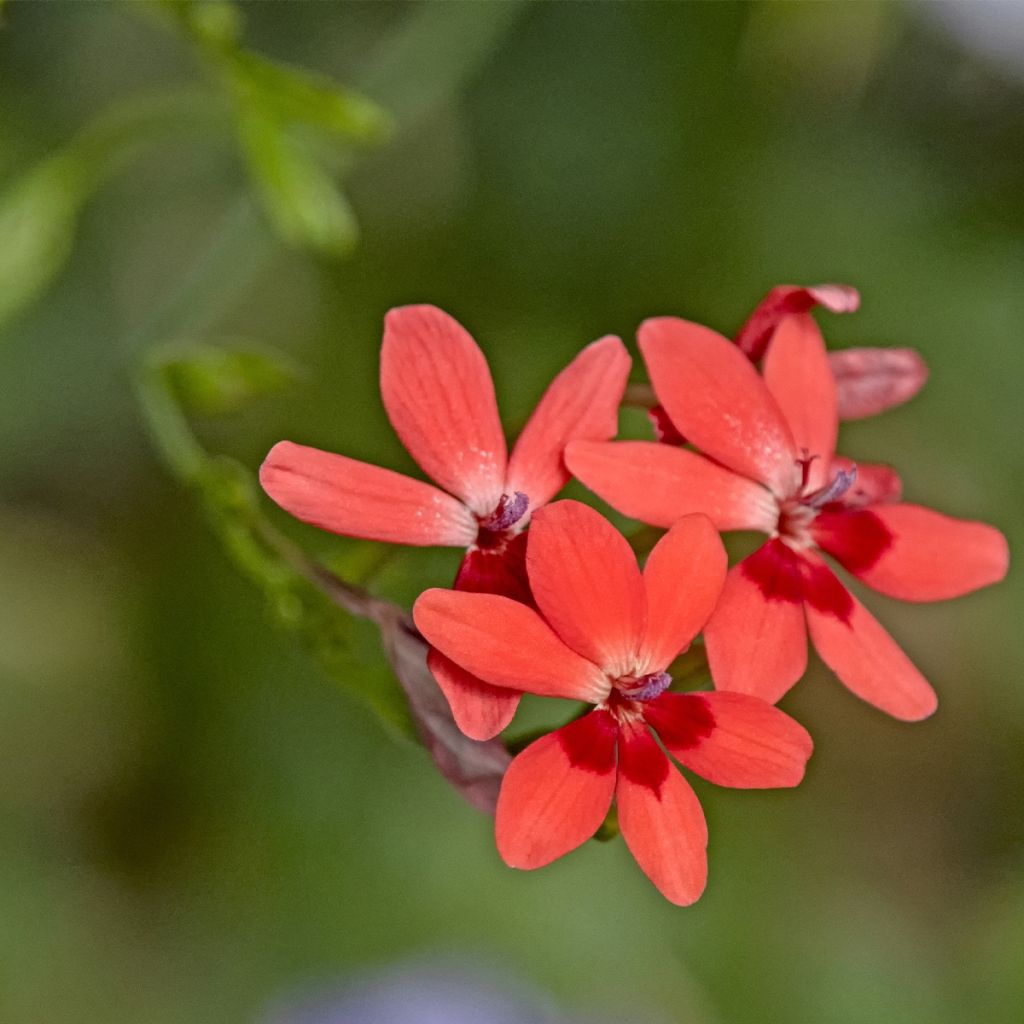 Anomatheca laxa - Freesia ou Lapeirousia