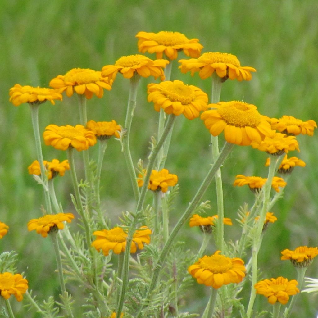 Anthemis sancti-johannis - Anthémis de la Saint-Jean