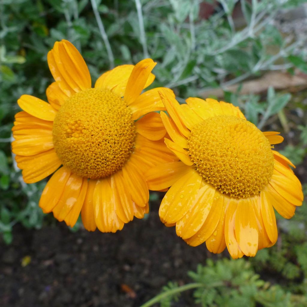 Anthemis sancti-johannis - Anthémis de la Saint-Jean