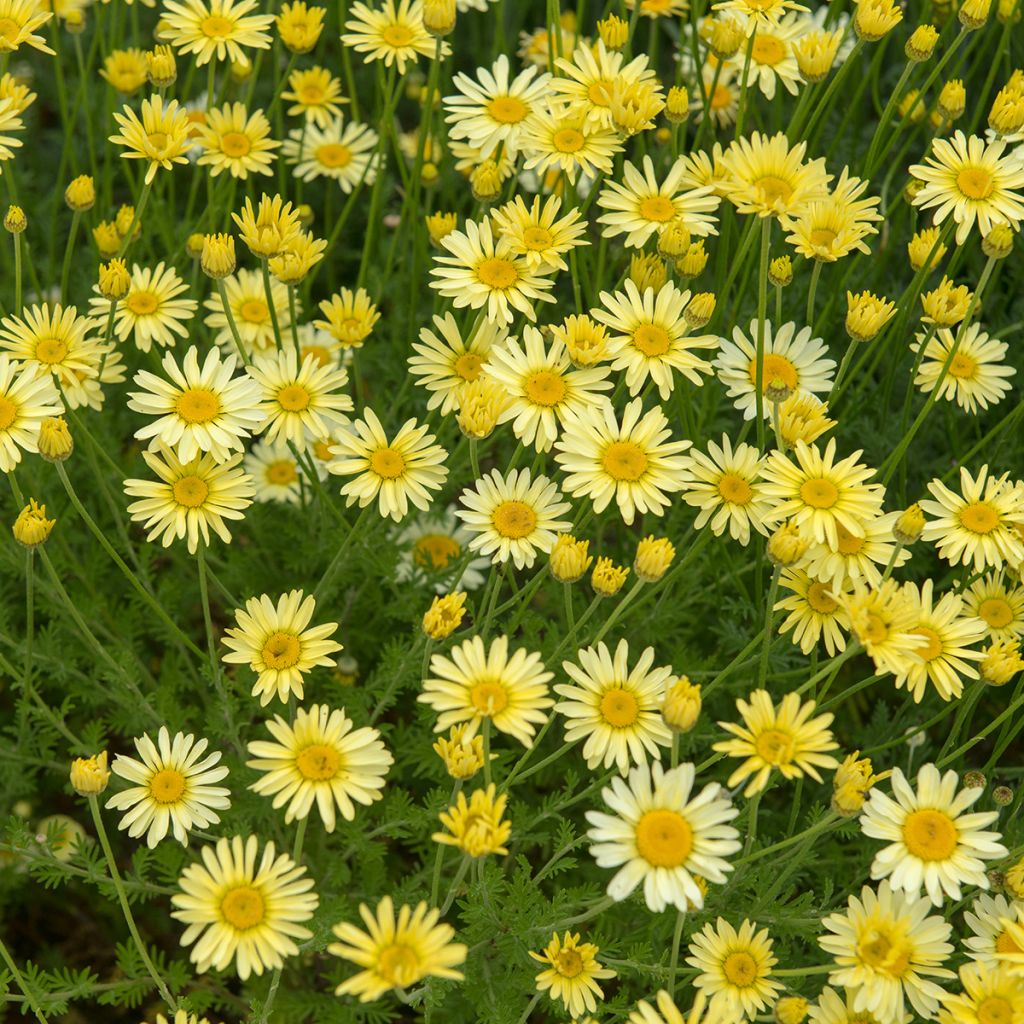 Anthemis tinctoria E.C. Buxton - Marguerite