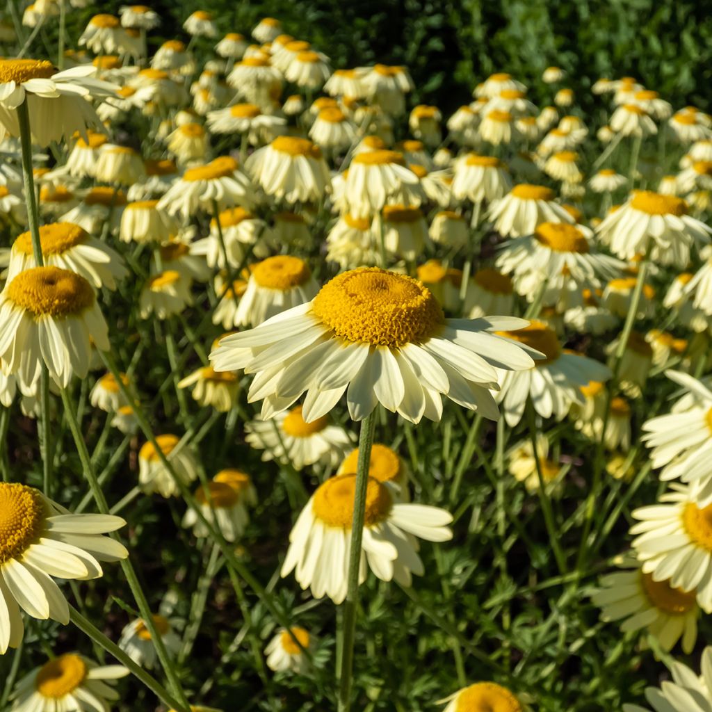 Anthemis tinctoria E.C. Buxton - Marguerite