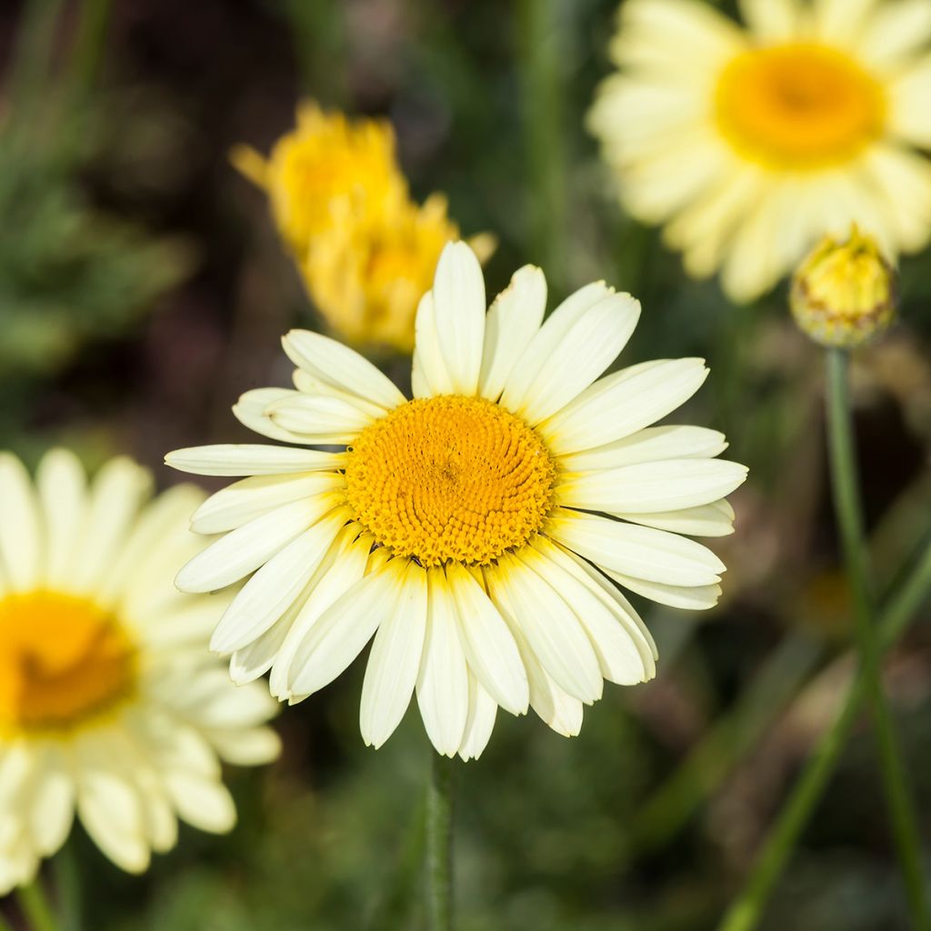 Anthemis tinctoria E.C. Buxton - Marguerite